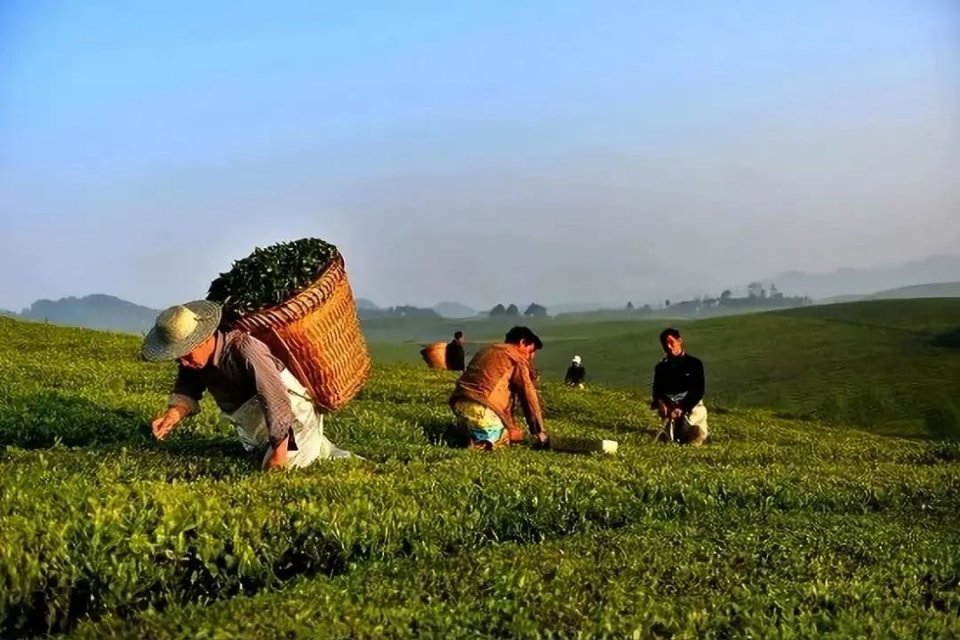 贵州绿茶为何这么牛？