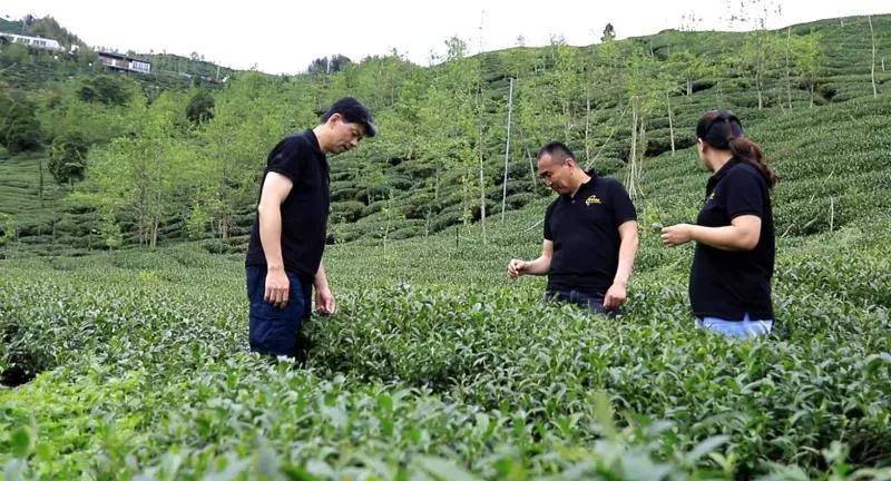 《中国农资秀》走进台湾“走台湾 访茶山” —“苏醒”的乌龙茶