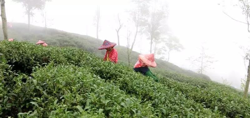 《中国农资秀》走进台湾“走台湾 访茶山” —“苏醒”的乌龙茶