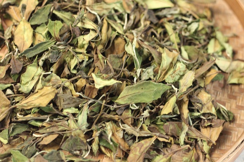 一文看懂白茶和绿茶之区别